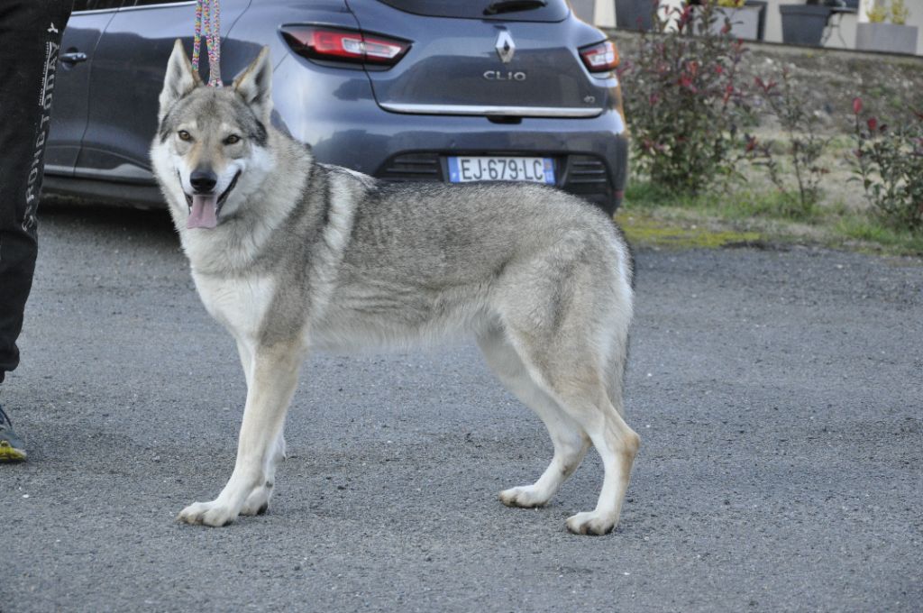 Chelsie z postupickèho podlesi