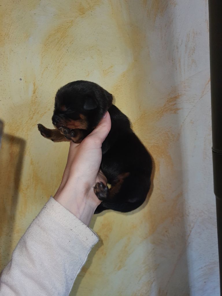 Des molosses de Garabit - Chiots disponibles - Rottweiler