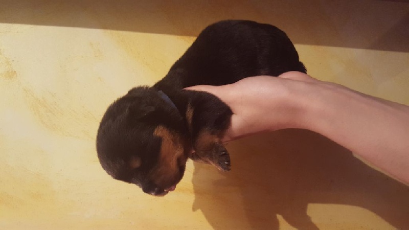 Des molosses de Garabit - Chiots disponibles - Rottweiler